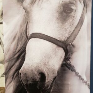 Horse Wall Art